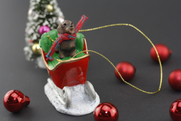 Rauhhaardackel im Schlitten